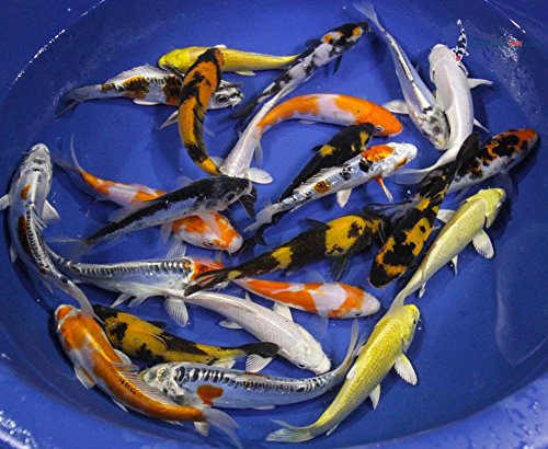 Blue Ridge Live Koi Fish Standard Fin - Garden Pond, Aquarium and Tank, Healthy and Bio-Secure - Grade AA (6-7 inches, Lot of 10 Fish)
