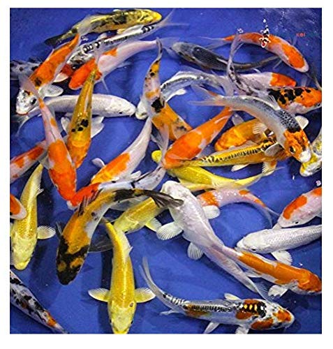 Blue Ridge Live Koi Fish Standard Fin - Garden Pond, Aquarium and Tank, Healthy and Bio-Secure - Grade AA (6-7 inches, Lot of 10 Fish)