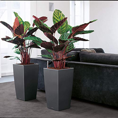 LECHUZA CUBICO 40 Self Watering Planter Garden Flower Plant Pot Indoor/Outdoor Floor Planter with Drainage Hole and Plant Substrate Poly Resin H75 L40 W40 cm Black High-Gloss