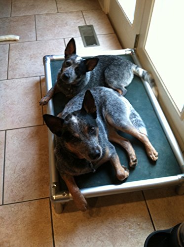 Kuranda All-Aluminum (Silver) Chewproof Dog Bed - Large (40x25) - Ballistic Nylon - Forest Green