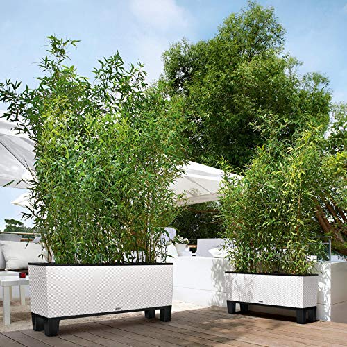 Lechuza 15025 Trio Cottage 40 Garden Indoor and Outdoor Use, Mocha Wicker Self-Watering Planter, 3 @ 13.5" sq