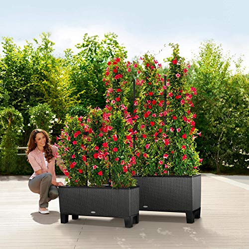Lechuza 15025 Trio Cottage 40 Garden Indoor and Outdoor Use, Mocha Wicker Self-Watering Planter, 3 @ 13.5" sq