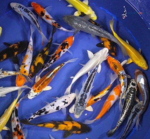 Blue Ridge Live Koi Fish Standard Fin - Garden Pond, Aquarium and Tank, Healthy and Bio-Secure - Grade AA (6-7 inches, Lot of 10 Fish)