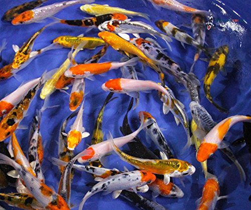 Blue Ridge Live Koi Fish Standard Fin - Garden Pond, Aquarium and Tank, Healthy and Bio-Secure - Grade AA (6-7 inches, Lot of 10 Fish)