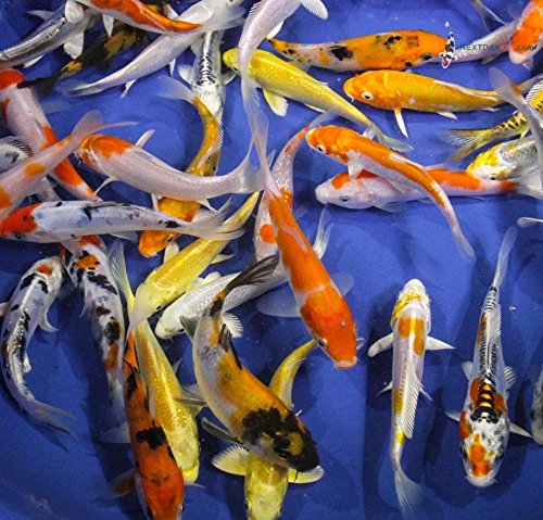 Blue Ridge Live Koi Fish Standard Fin - Garden Pond, Aquarium and Tank, Healthy and Bio-Secure - Grade AA (6-7 inches, Lot of 10 Fish)