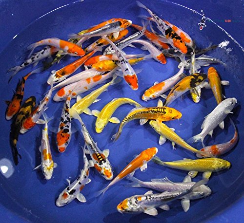 Blue Ridge Live Koi Fish Standard Fin - Garden Pond, Aquarium and Tank, Healthy and Bio-Secure - Grade AA (6-7 inches, Lot of 10 Fish)