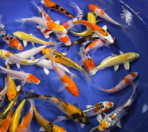 Blue Ridge Live Koi Fish Standard Fin - Garden Pond, Aquarium and Tank, Healthy and Bio-Secure - Grade AA (6-7 inches, Lot of 10 Fish)