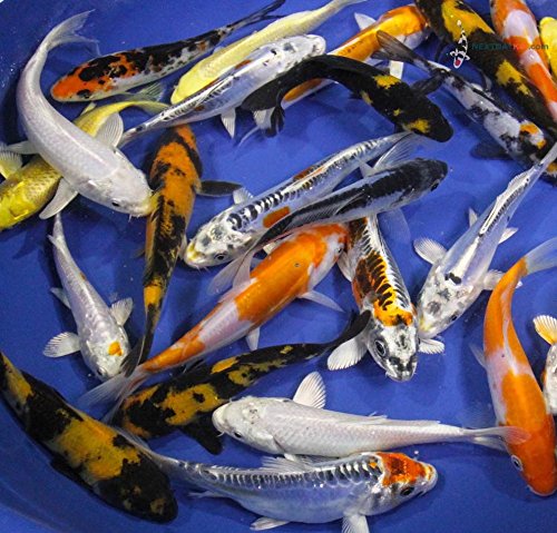 Blue Ridge Live Koi Fish Standard Fin - Garden Pond, Aquarium and Tank, Healthy and Bio-Secure - Grade AA (6-7 inches, Lot of 10 Fish)