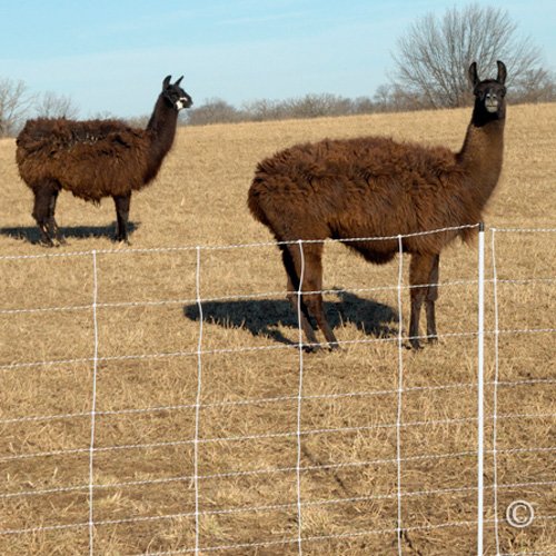 Premier ElectroStop Goat & Sheep Electric Fence, 42" H x 164' L, Double Spike, WhitePremier