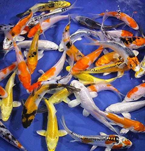 Blue Ridge Live Koi Fish Standard Fin - Garden Pond, Aquarium and Tank, Healthy and Bio-Secure - Grade AA (6-7 inches, Lot of 10 Fish)