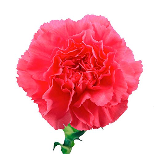 GlobalRose Wholesale Hot Pink Carnations - 350 Pink Carnations Long