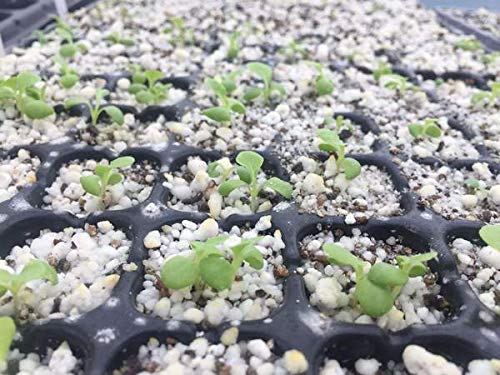 128 Cell Seedling Tray - Extra Strength 60 Pack, Seed Starter Grow Trays for Starting Plantings Propagation, Germination 1020 Plug Flat