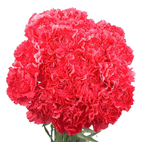 GlobalRose Wholesale Hot Pink Carnations - 350 Pink Carnations Long