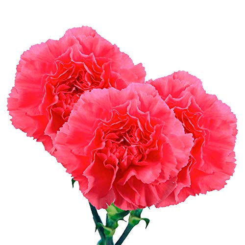 GlobalRose Wholesale Hot Pink Carnations - 350 Pink Carnations Long